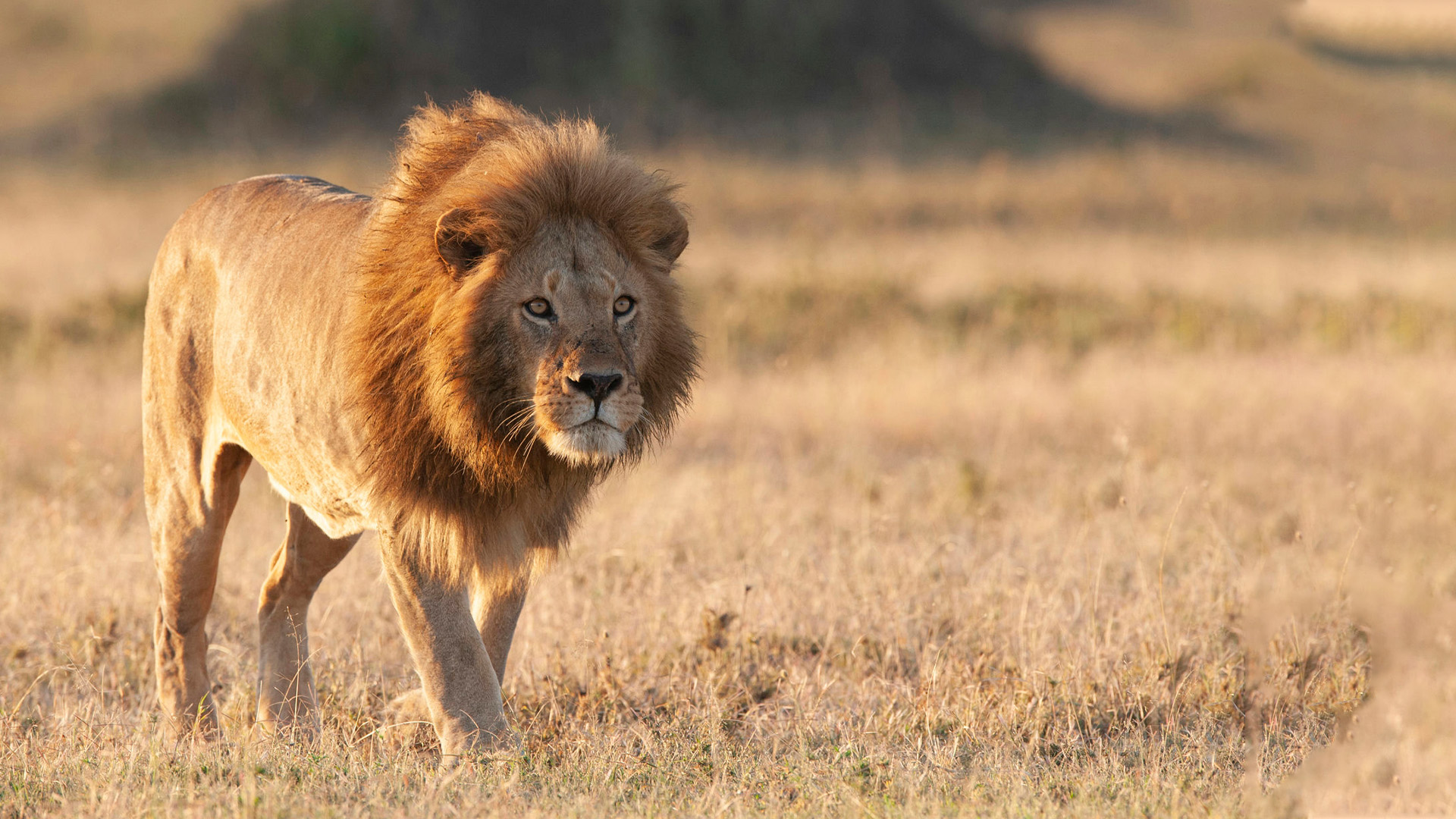 lion step safari in Tanzania